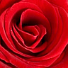 Culoare trandafiri Rosu