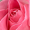Culoare trandafiri Roz