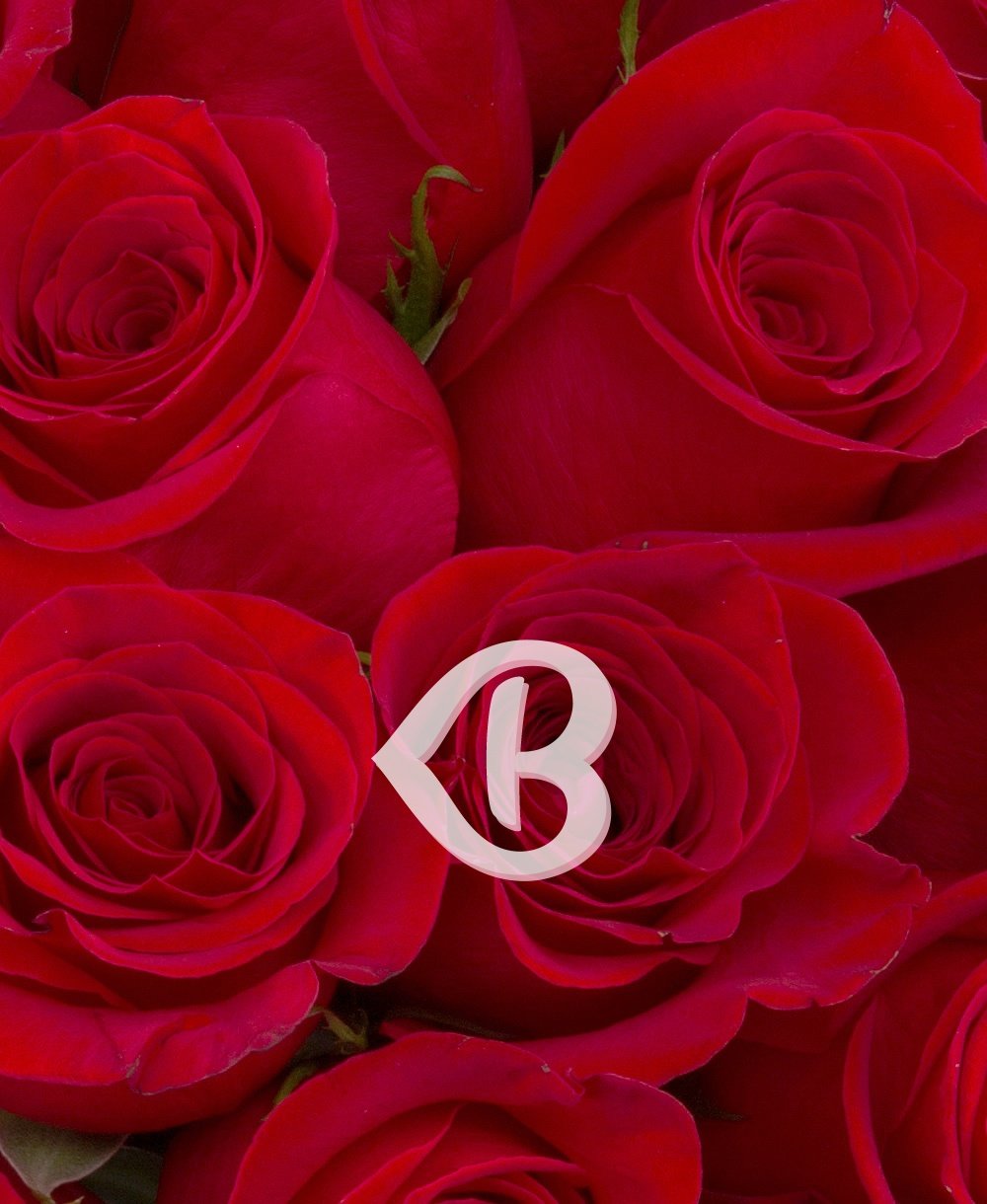 Imaginea produsului 25 Trandafiri Compacți Roșii