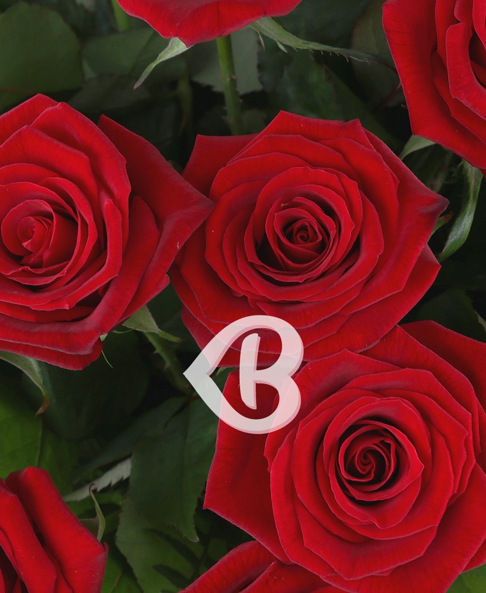 Imaginea produsului 29 Trandafiri Roșii