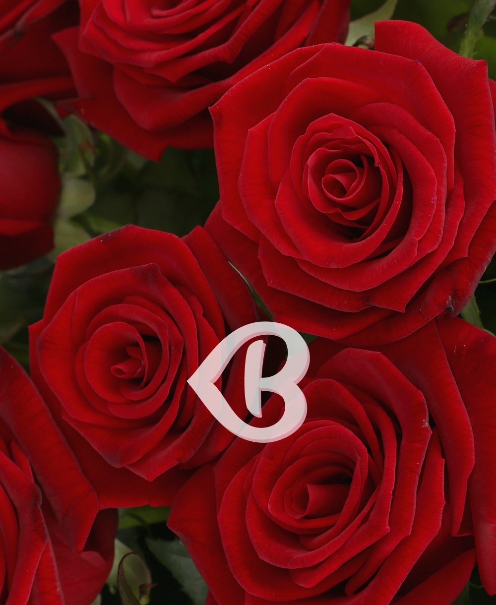 Imaginea produsului 39 Trandafiri Roșii