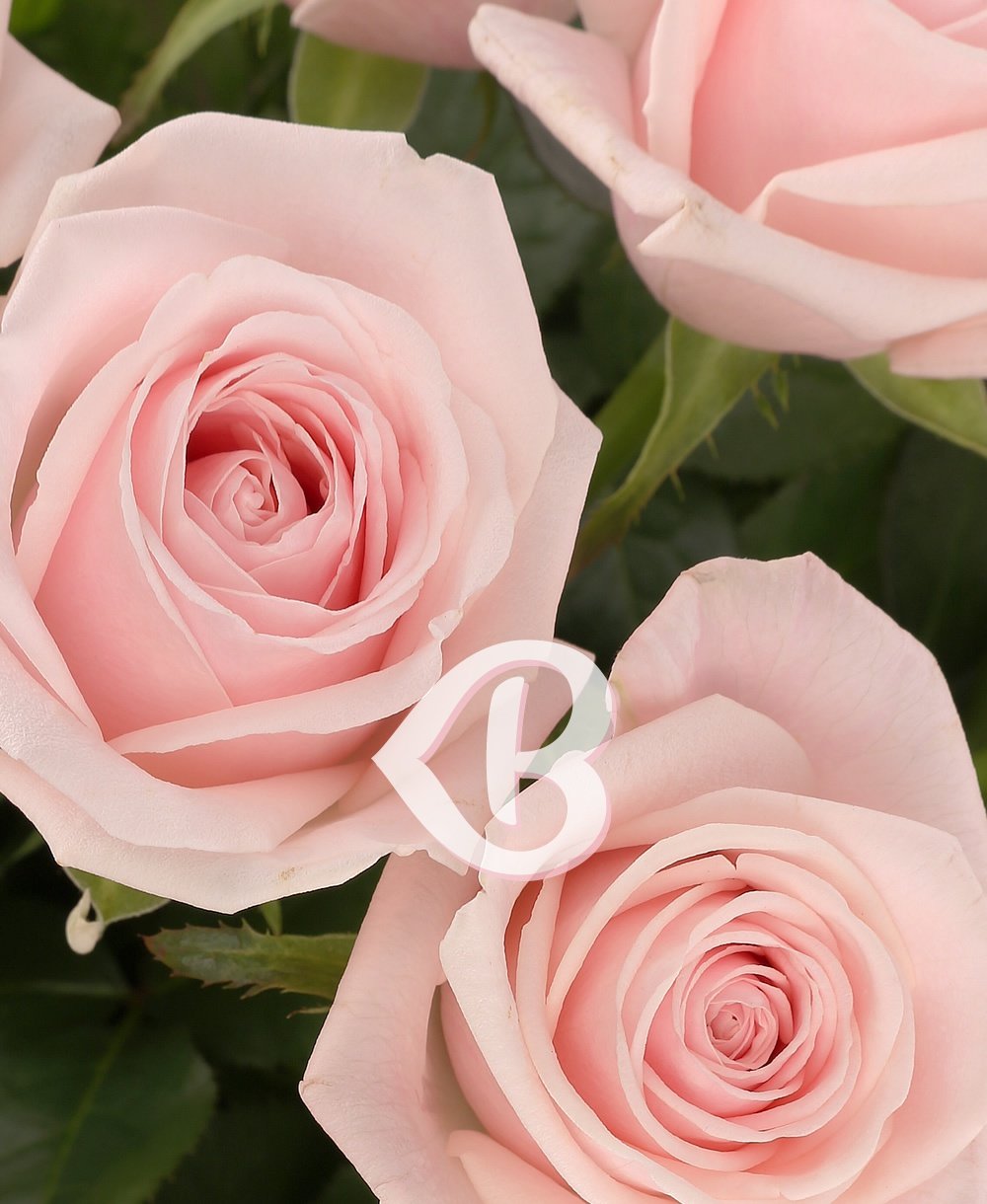 Imaginea produsului 39 Trandafiri Roz