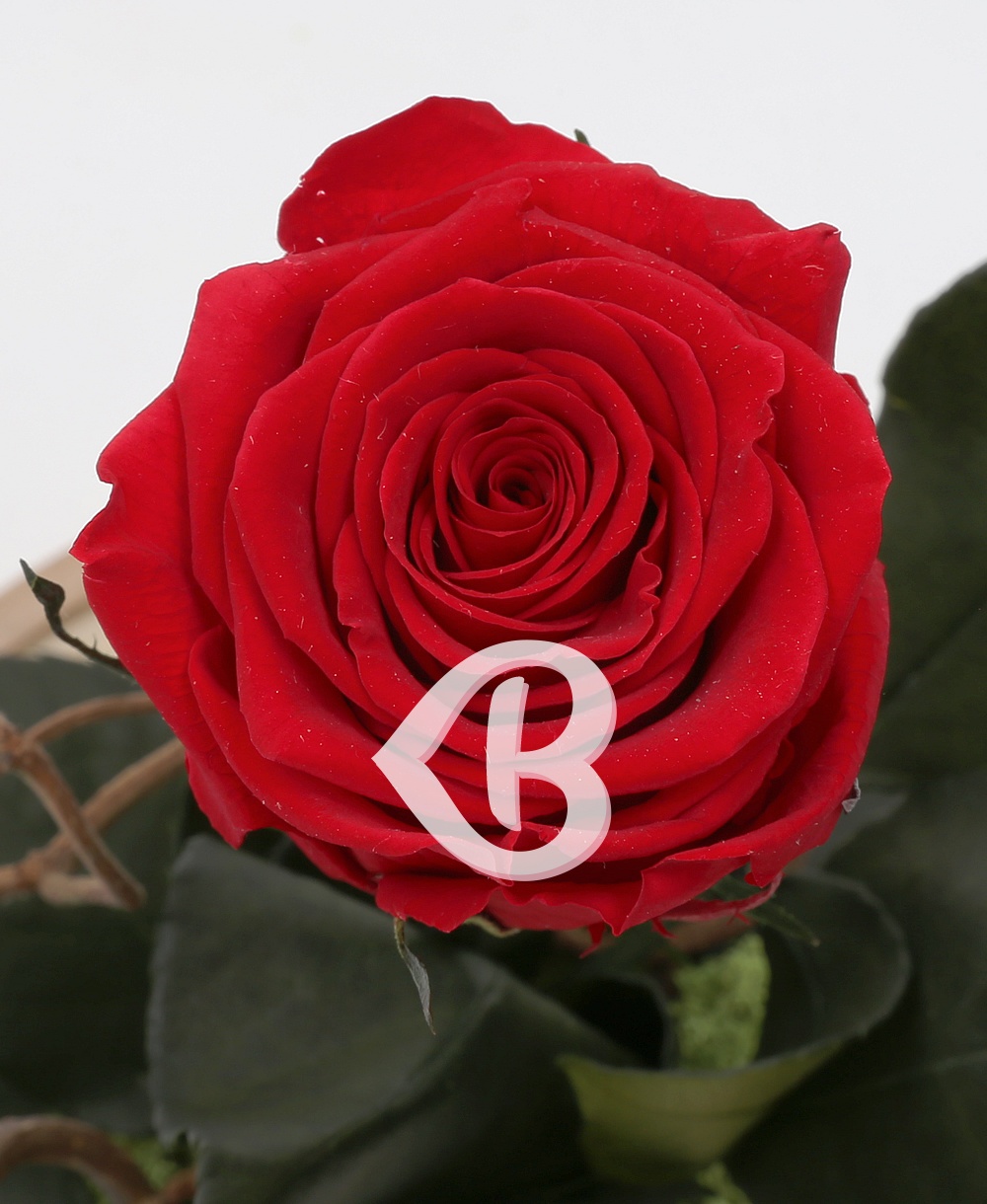 Imaginea produsului Trandafir Criogenat în Cupolă
