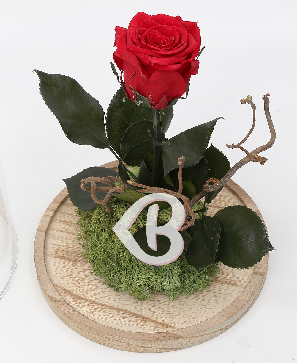 Imaginea produsului Trandafir Criogenat în Cupolă