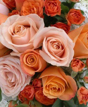 Imaginea produsului Poarta Raiului