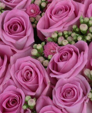 Imaginea produsului Fluturi în Stomac