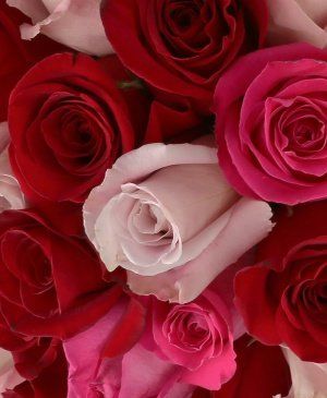 Imaginea produsului 99 Trandafiri Romantici