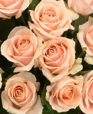 Imaginea produsului 39 Trandafiri Ivoir