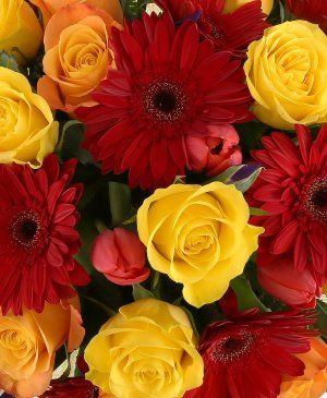 Imaginea produsului Abundență Coloristică