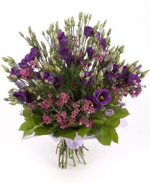 Imaginea produsului Sensibilitate Enigmatică Imaginea produsului Sensibilitate Enigmatică