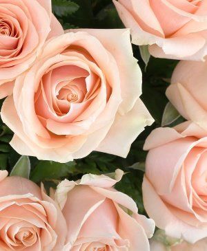 Imaginea produsului 35 Trandafiri Ivoir