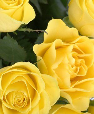 Florarie Online Slobozia Cu Livrare Flori La Domiciliu Pret De La