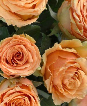 Imaginea produsului 35 Trandafiri Portocalii