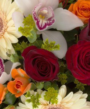 Imaginea produsului Surâs Afectuos