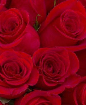 Imaginea produsului 25 Trandafiri Compacți Roșii