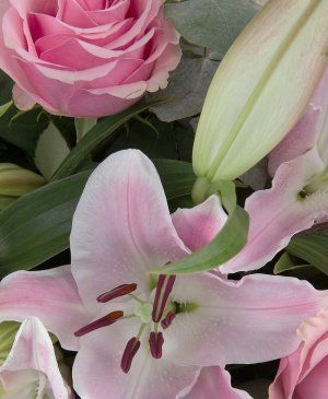 Imaginea produsului Privire Scumpă