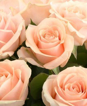 Imaginea produsului 27 Trandafiri Ivoir