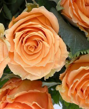 Imaginea produsului 25 Trandafiri Portocalii