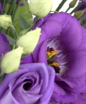 Imaginea produsului Picături De Iubire Mov