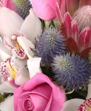 Imaginea produsului Contrast Elegant