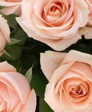 Imaginea produsului 29 Trandafiri Ivoir