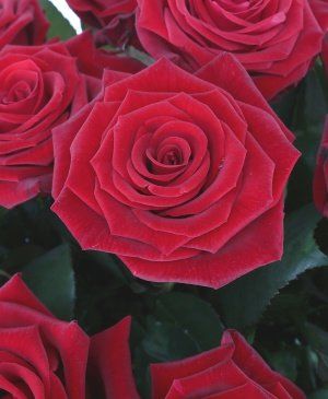 Imaginea produsului 25 Trandafiri Roşii