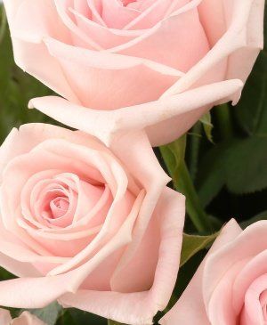 Imaginea produsului 35 Trandafiri Roz