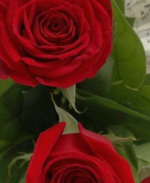 Imaginea produsului 5 Trandafiri Roşii