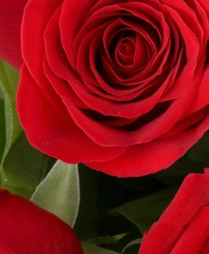 Imaginea produsului 7 Trandafiri Roșii