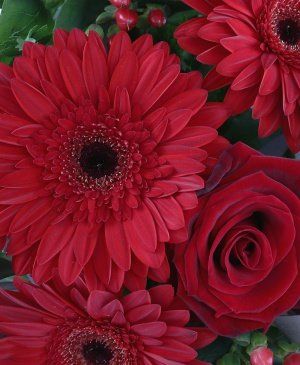 Imaginea produsului Scufiţa Roşie