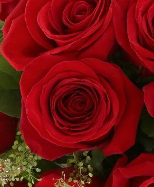 Imaginea produsului 15 Trandafiri Roșii