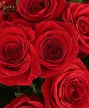 Imaginea produsului 19 Trandafiri Roșii