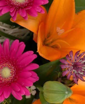 Imaginea produsului Prietenie Colorată