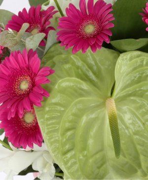 Imaginea produsului Frumusețe Fragedă