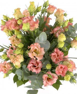 Imaginea produsului Freamătul Florilor