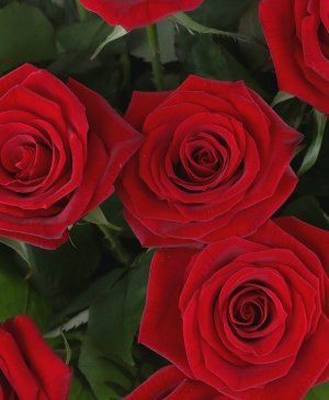Imaginea produsului 29 Trandafiri Roșii