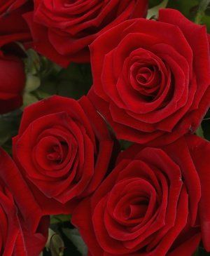 Imaginea produsului 39 Trandafiri Roșii