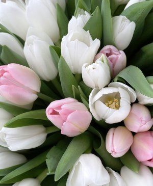 Imaginea produsului 75 Lalele