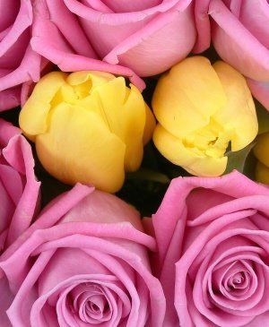 Imaginea produsului Mesagerii Soarelui