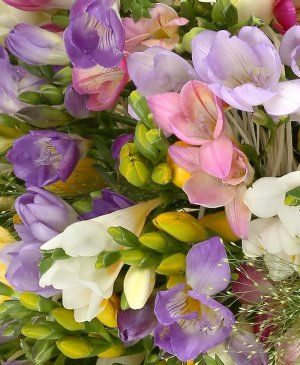 Imaginea produsului 99 Frezii Multicolore