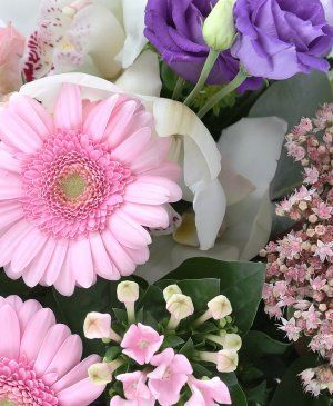 Imaginea produsului Delicatețe Majestuoasă