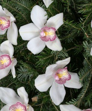 Imaginea produsului Coroană Orhidee