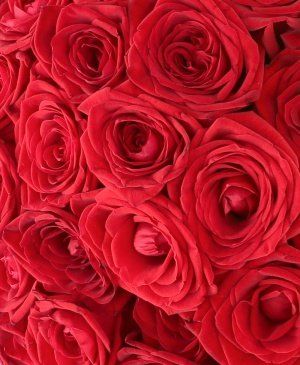 Imaginea produsului 101 Trandafiri