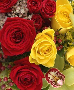 Imaginea produsului Splendoare Infinită