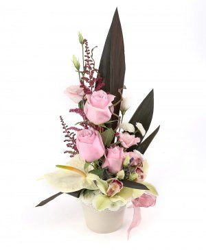 Imaginea produsului Exotic Original Imaginea produsului Exotic Original