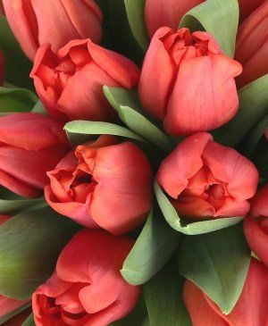 Imaginea produsului 49 Lalele Roșii