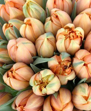 Imaginea produsului 49 Lalele Portocalii