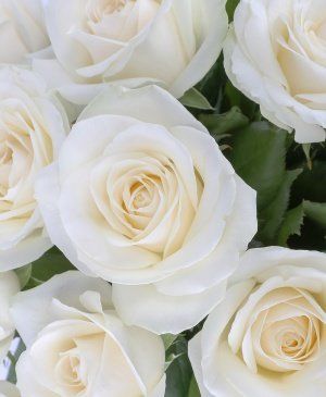 Imaginea produsului Buchet 17 Trandafiri Albi