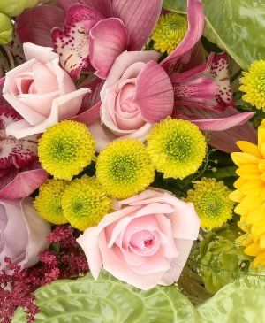 Imaginea produsului Pasiune Catifelată