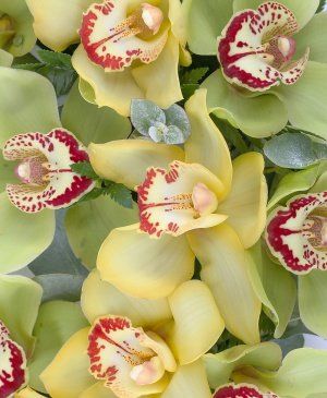 Imaginea produsului Colac Funerar Din Orhidee Galbene